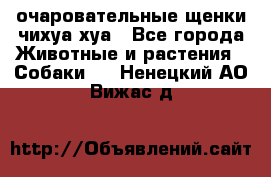 очаровательные щенки чихуа-хуа - Все города Животные и растения » Собаки   . Ненецкий АО,Вижас д.